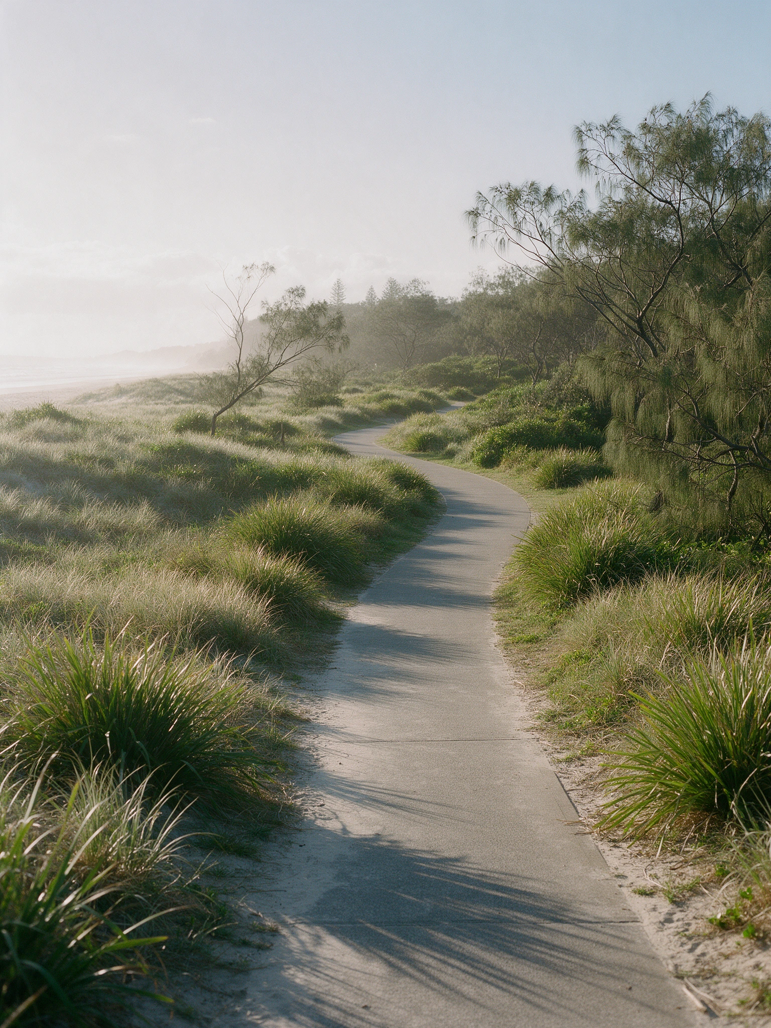 Empty coastal walking path curving through native grasses and eucalyptus in early morning light